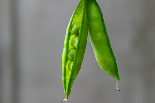 This is a picture of some peas.